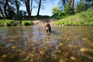 A dog is swimming in a river with rocks in the water