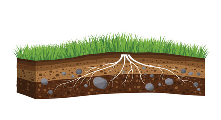 Understanding the intricate root system of grass growing in soil layers.