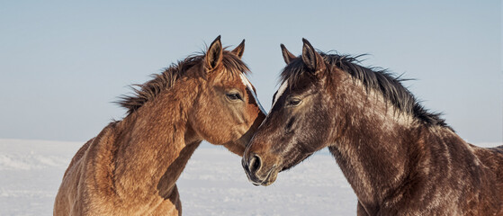 Two Horses Nuzzling in a Winter Snowfield