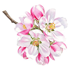 Watercolor painting of a cluster of pink and white apple blossoms attached to a small brown branch isolate