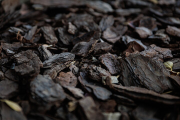 Close-up low-angle view of dark brown wood chip mulch around the light gray trunk of a young tree 
