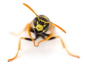 Wasp close-up isolated on white background