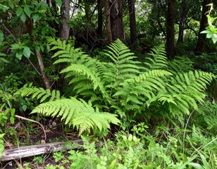 Lush green ferns growing under forest canopy showing calm natural ecosystem