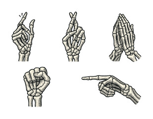 Vector Detailed anatomical skeleton hands in various gestures