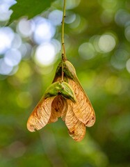 Maple samaras with paired winged seeds hanging from twig in late summer forest