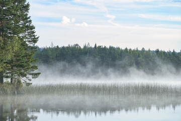 Fototapeta premium Morning mist over lake with pine trees and forest reflection under blue sky