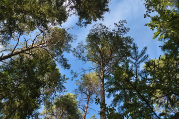 View of the sky through the green canopy of a forest in summer