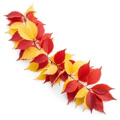 Autumnal Display of Red and Yellow Leaves on Vine Branch Against White Backdrop