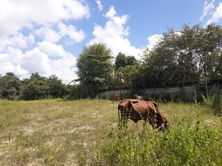 Cows are eating grass in the pasture.