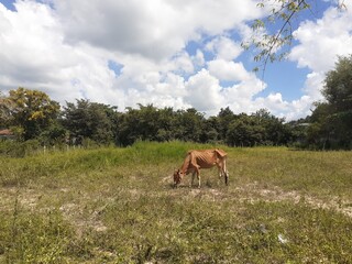 Cows are eating grass in the pasture.