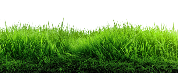 fresh vibrant green grass blades strip border isolated on transparent background, design element lawn meadow spring summer garden landscape.
