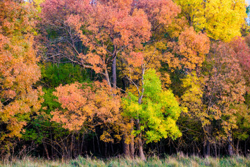 Obraz premium COULEURS D'AUTOMNE