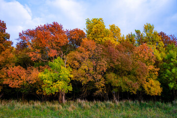 Naklejka premium COULEURS D'AUTOMNE