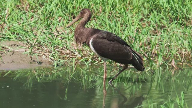 Young black stork bird in a pond in autumn