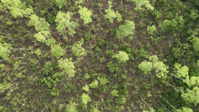 Pine Rockland Top Down Aerial 2