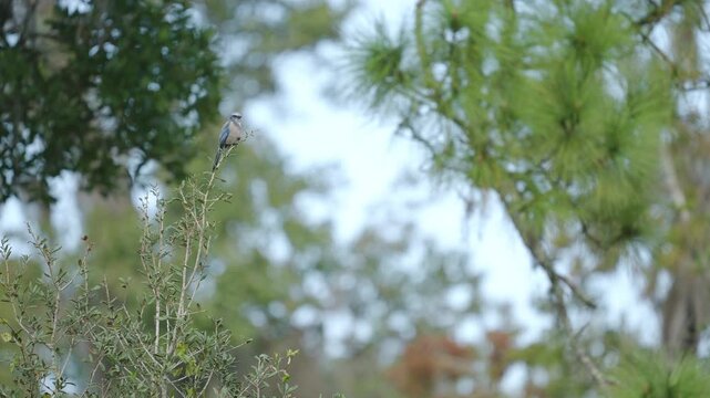Florida Scrub Jay Perched on Tree