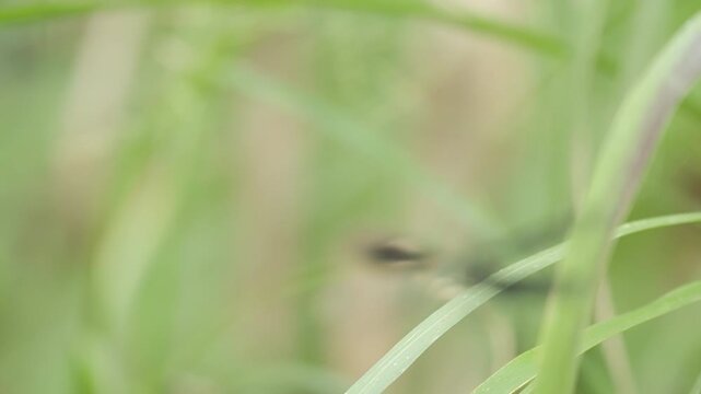 Damselfy on Stalk Flying Away