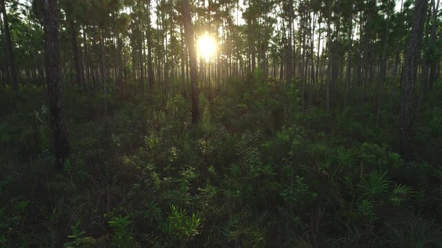 Pine Rockland Everglades Sunrise Aerial