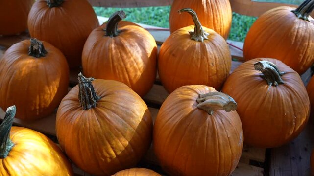 Vibrant orange pumpkins bathed in warm sunlight create a festive autumn scene. Detailed, close-up shot highlighting textures and autumn mood perfect for fall themes.