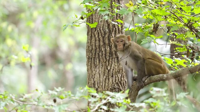 Florida Rhesus Macaque Monkey in Tree