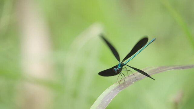 Damselfy on Stalk Spreading Wings