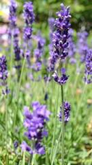 Obraz premium Purple Lavender Flowers Blooming in Summer Field for Premium Plant Object and Aromatic Nature Concept