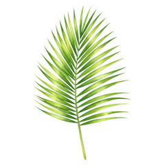 Obraz premium Watercolor style lush green palm frond rendering isolated on black with isolate 101 characters