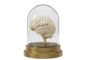 Human brain in glass dome isolated PNG, anatomical model for science and education on transparent background