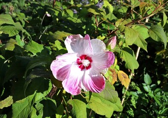 Pink and white Hibiscus moscheutos or the rose mallow. It is a species of flowering plant in the mallow family