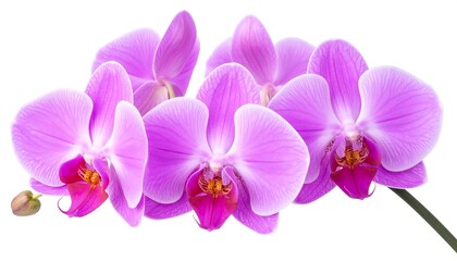 Obraz premium Close-up of a cluster of beautiful, vibrant orchid blossoms on white