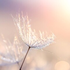 Obraz premium Close-up of a dandelion seed head covered in morning dew, glowing