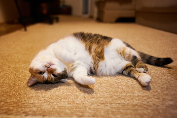 A cute and funny calico cat rolling on a carpet at home.