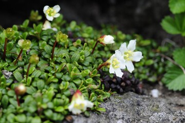 Diapensia lapponica var. obovata is a small evergreen alpine shrub with thick leathery leaves and white or pink flowers. Photographed in Korea.