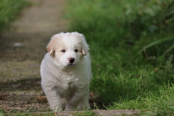 White fluffy puppy on rural path outdoors