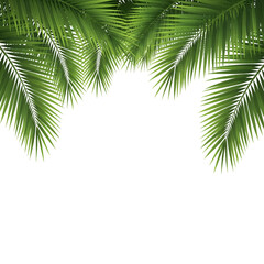 Palm Foliage Paradise: Lush green palm fronds create a tropical oasis, their intricate textures and vibrant color creating a sense of serenity.