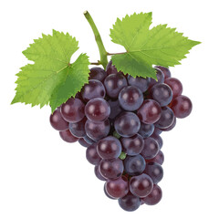 Fototapeta premium A bunch of ripe dark grapes hanging with green leaves on a white background in a close up view shot