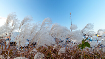 青空に映えるススキ