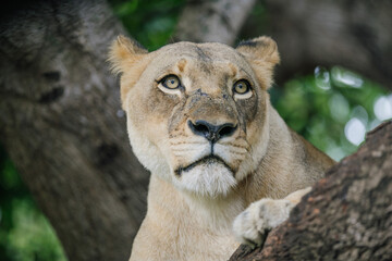 Lioness resting on a tree branch, captured in a close-up portrait