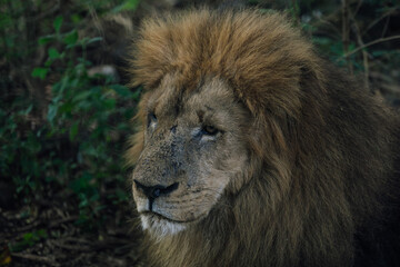 Lion head close-up with green background in the wild