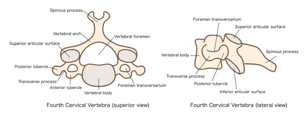 第4頚椎（C4）の解剖学、上面図と側面図