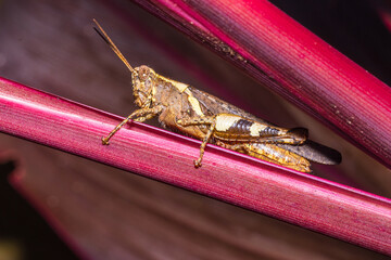 The grasshopper on the leaf.