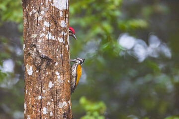 Greater Flameback, Woodpecker is looking for food on the tree.