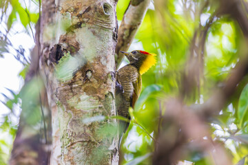 Lesser Yellownape(Picus chlorolophus), Woodpecker is looking for food on the tree.