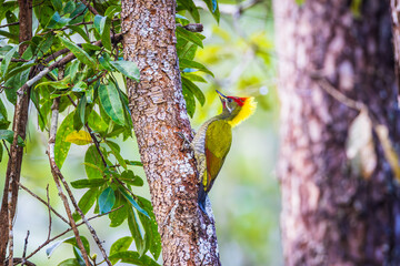 Lesser Yellownape(Picus chlorolophus), Woodpecker is looking for food on the tree.