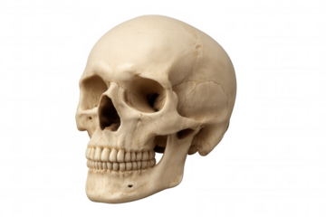 Human skull bone anatomy showing cranium, jaw, and teeth, representing science, medicine, and mortality with transparent background