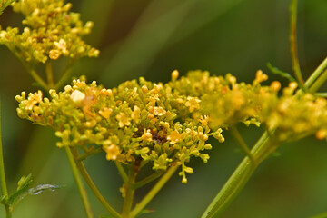 開花し始めたオミナエシ