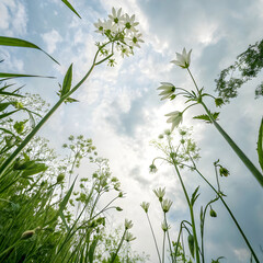 a worm s eye view of delicate white summer flowers