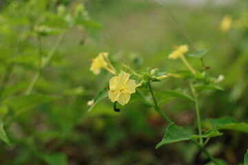 Mirabilis Jalapa Close-up Shot