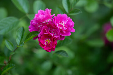 Purple round flower in the garden, blurred background. This macro photograph features a rose bud captured in delicate detail, with selective focus isolating it against a softly blurred backdrop.