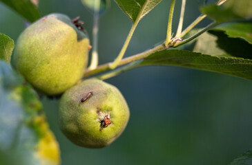 A small brown insect rests on the surface of an unripe green apple, captured in macro style with selective focus on insect and skin texture, while the background softly blurs to highlight the subject.